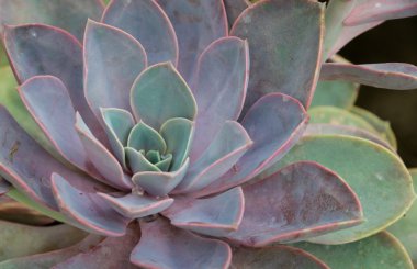 sempervivum bitki yakın çekim