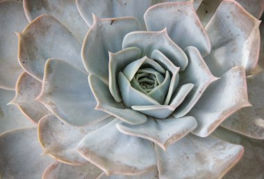 sempervivum bitki yakın çekim
