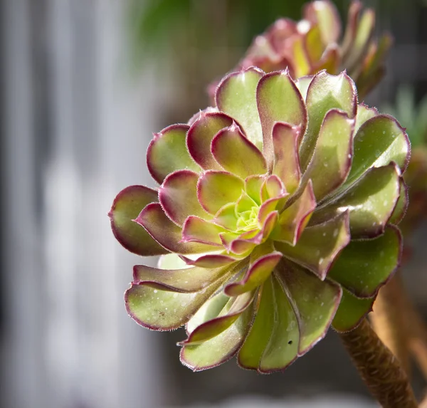 stock image close up of a Sempervivum plant