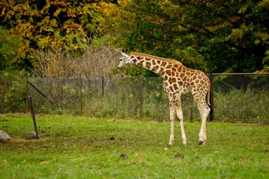 Hayvanat Bahçesi sevimli zürafalar