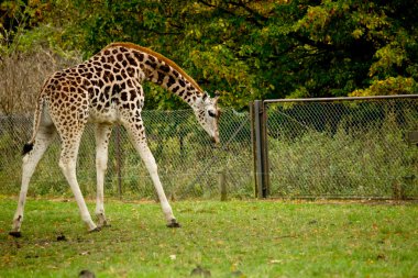 Hayvanat Bahçesi sevimli zürafalar