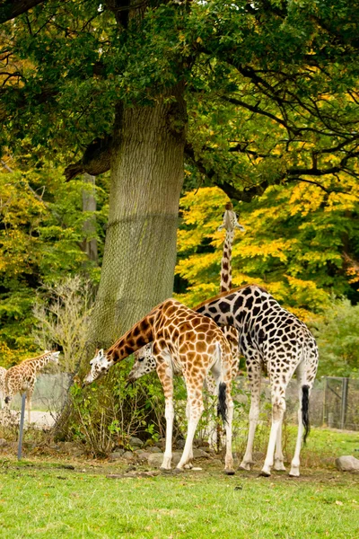 Cute giraffes in zoo — Stock Photo, Image