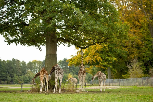 cute giraffes in zoo