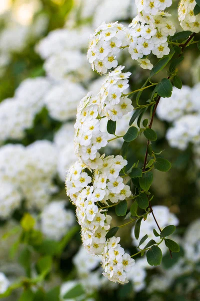 Achtergrond van kleine witte bloemen bloeiende bush — Stockfoto