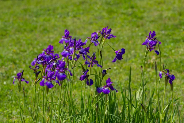 Violet iris bloemen in een botanische tuin — Stockfoto