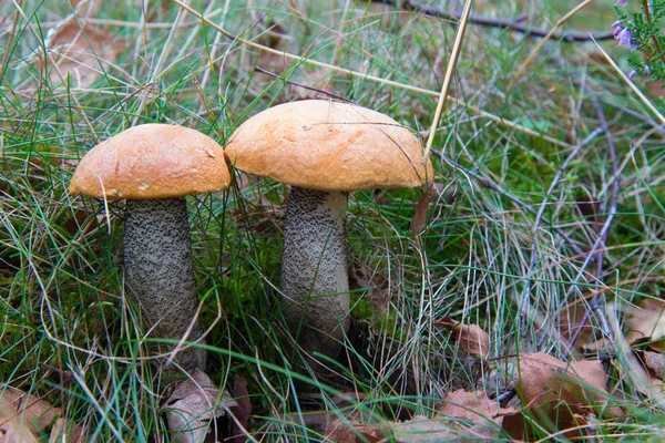 在桦树下的草地森林蘑菇 growimg — 图库照片