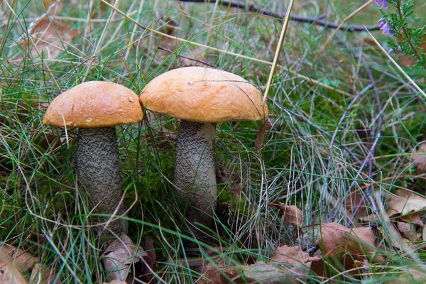 Waldpilz wächst im Gras unter Birken — Stockfoto