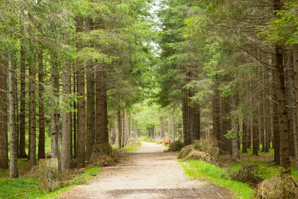 Een pad door een bos in de Alpen — Stockfoto