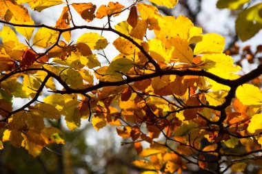 Sonbaharda sarı yapraklı ağaç dalı