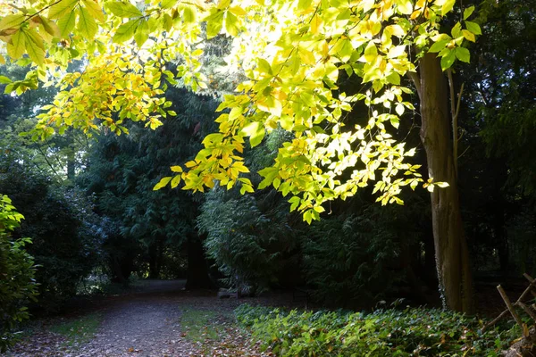 Boomtak met gele bladeren in de herfst — Stockfoto