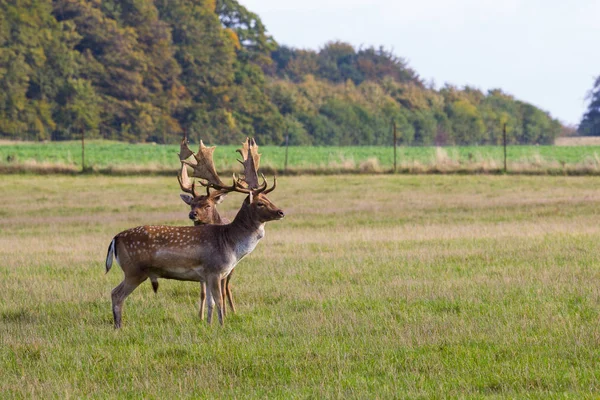 Deer in Dyrehave forest north of Copenhagen — Stock Photo, Image