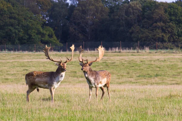 Cervo nella foresta di Dyrehave a nord di Copenaghen — Foto Stock