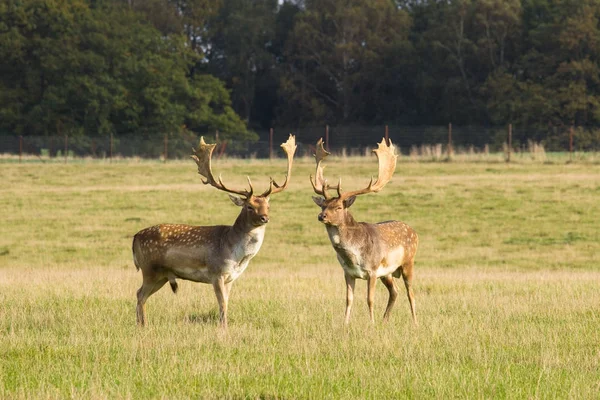 Veados em Dyrehave floresta ao norte de Copenhague — Fotografia de Stock