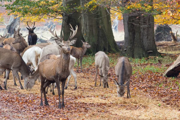 Cervo nella foresta di Dyrehave a nord di Copenaghen — Foto Stock