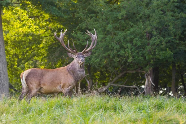 Cervo nella foresta di Dyrehave a nord di Copenaghen — Foto Stock