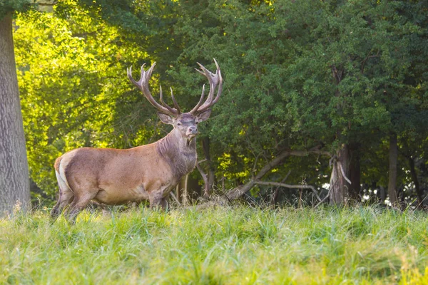 Cervo nella foresta di Dyrehave a nord di Copenaghen — Foto Stock