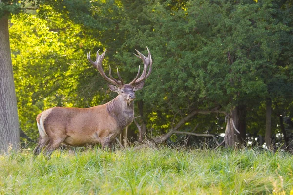 Cervo nella foresta di Dyrehave a nord di Copenaghen — Foto Stock