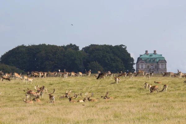 Cervo nella foresta di Dyrehave a nord di Copenaghen — Foto Stock