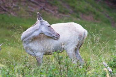 Beyaz albino geyik bir ormanda, Danimarka