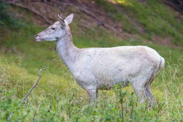 Beyaz albino geyik bir ormanda, Danimarka — Stok fotoğraf