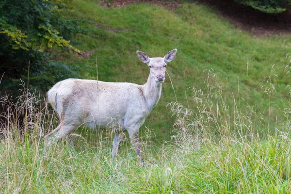 Cerf Albinos Blanc Dans Forêt Dyrehave Danemark — Photo