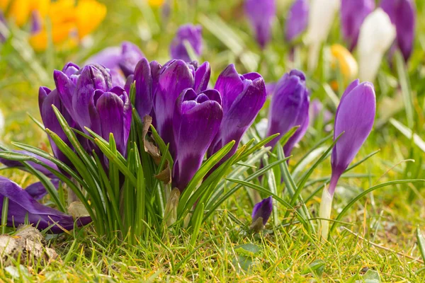 Crocus flowers in a park — Stock Photo, Image