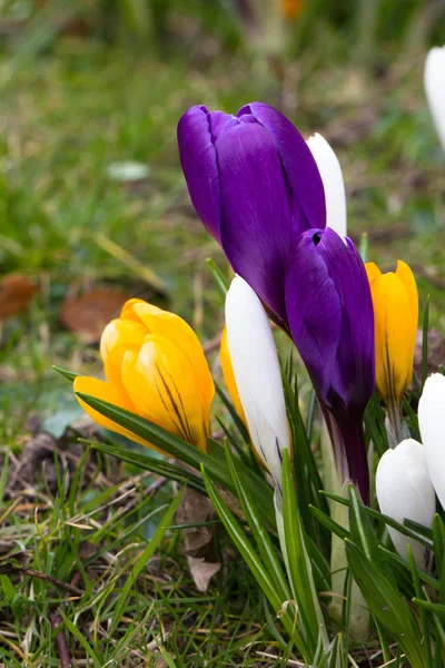 Crocus flowers in a park — Stock Photo, Image