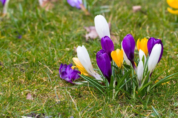 Crocus flowers in a park — Stock Photo, Image