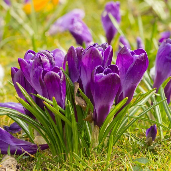 Blomming Crocus Flowers First Spring Flowers — Stock Photo, Image
