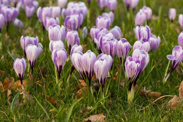 Blomming クロッカスの花 最初の春の花 — ストック写真