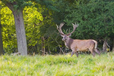 Dyrehave Park Copenhagen kuzeyinde geyikler