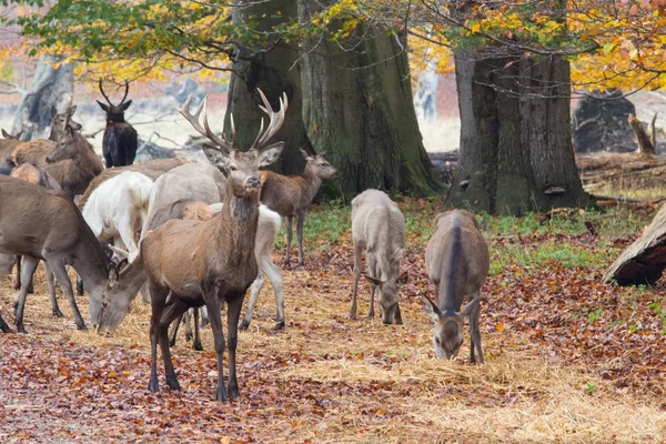 Ciervos en el bosque Dyrehave al norte de Copenhague — Foto de Stock