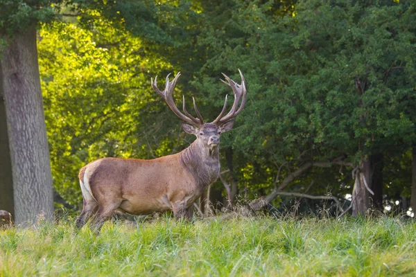 Cervi Nel Parco Dyrehave Nord Copenaghen — Foto Stock