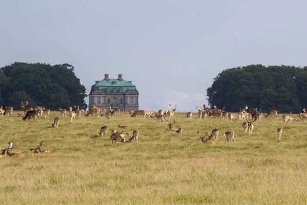 Deers Dyrehave Park North Copenhagen — Stock Photo, Image