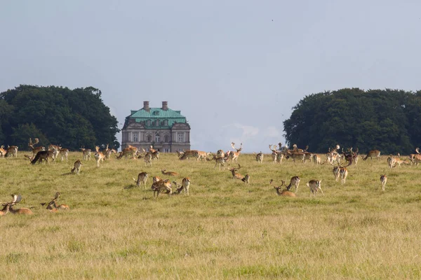 Cervi Nel Parco Dyrehave Nord Copenaghen — Foto Stock