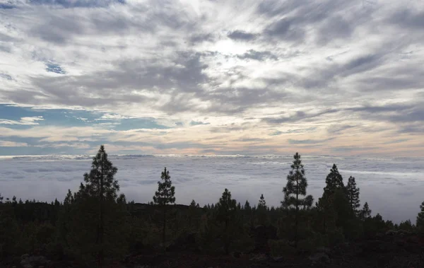 Moln på en natthimmel över en skog — Stockfoto