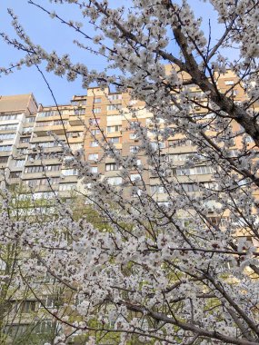 Arkasında Sovyet mimarisi olan elma ağacı çiçekleri.