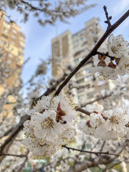 Apple tree flowers with soviet architecture at the background — Stock Photo, Image