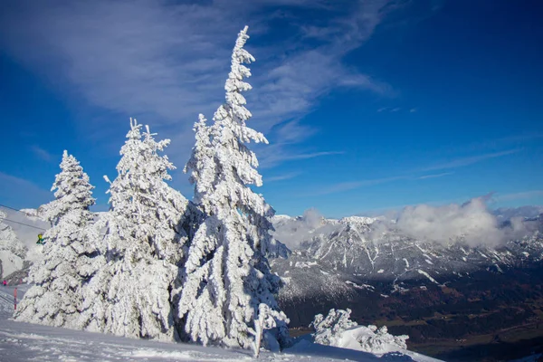 Tallkrasse täckt med snö i Alperna — Stockfoto