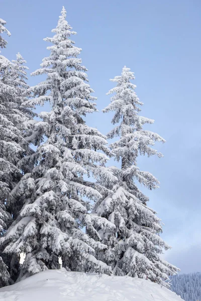 Pinède couverte de neige dans les Alpes — Photo