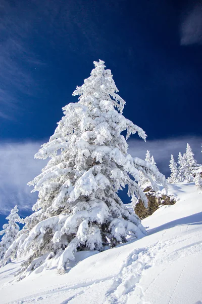 阿尔卑斯山上覆盖着雪的松树 — 图库照片