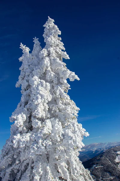 Tallkrasse täckt med snö i Alperna — Stockfoto