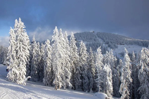 Zirbelkiefer in den Alpen mit Schnee bedeckt — Stockfoto