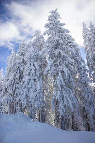 Pinède couverte de neige dans les Alpes — Photo
