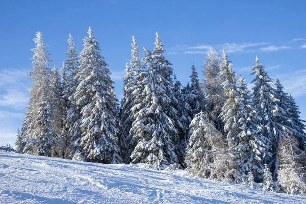 Tallkrasse täckt med snö i Alperna — Stockfoto