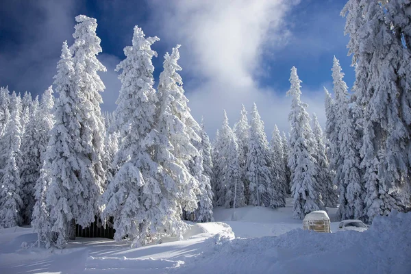 阿尔卑斯山上覆盖着雪的松树 免版税图库图片