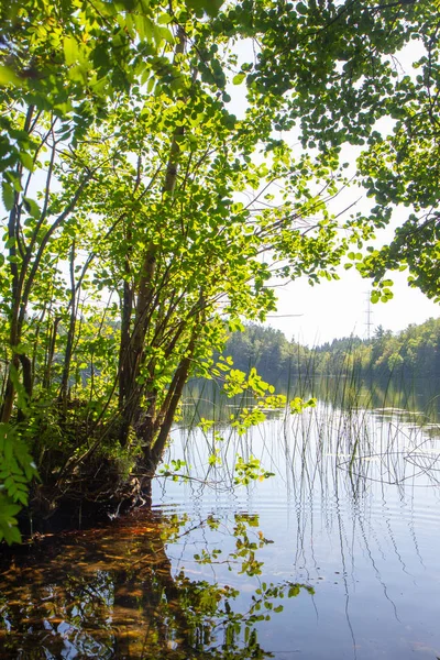 スウェーデンの小さな湖の水面 — ストック写真