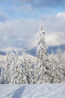 Schladming kayak merkezinin pistlerinde karla kaplı ağaçlar