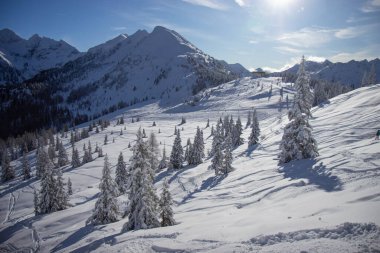 Schladming kayak merkezinin pistlerinde karla kaplı ağaçlar