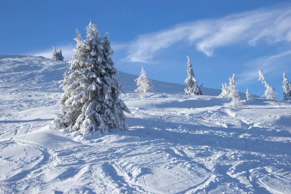 Träd täckta med snö vid Schladmings skidanläggnings pister — Stockfoto